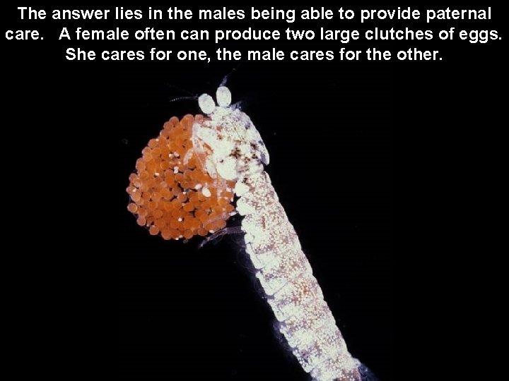 The answer lies in the males being able to provide paternal care. A female