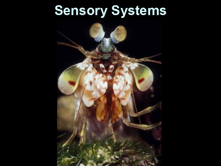Sensory Systems 