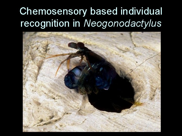 Chemosensory based individual recognition in Neogonodactylus 