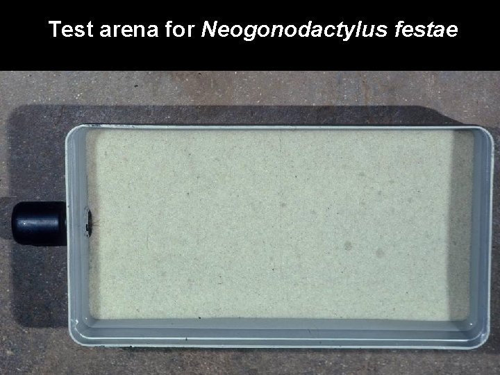 Test arena for Neogonodactylus festae 