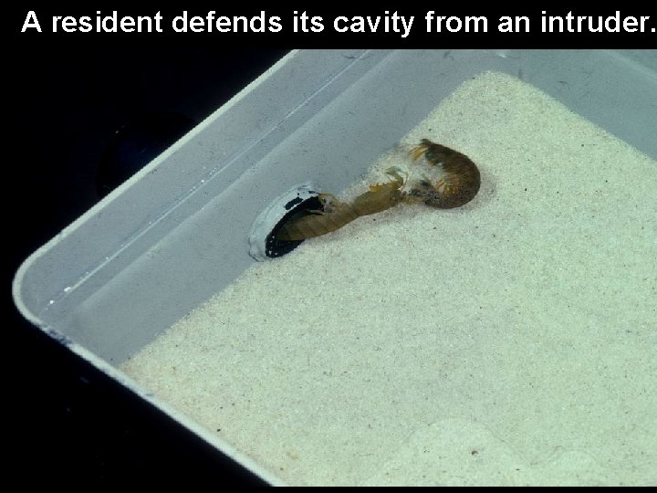 A resident defends its cavity from an intruder. 
