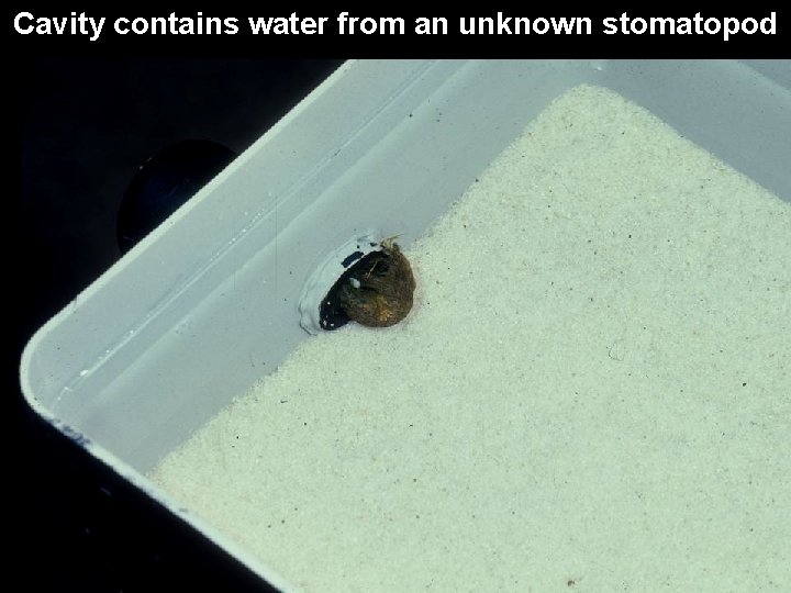 Cavity contains water from an unknown stomatopod 