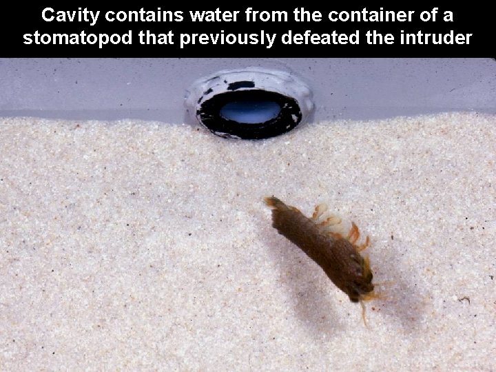 Cavity contains water from the container of a stomatopod that previously defeated the intruder