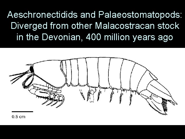 Aeschronectidids and Palaeostomatopods: Diverged from other Malacostracan stock in the Devonian, 400 million years