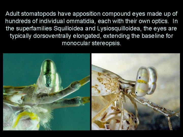 Adult stomatopods have apposition compound eyes made up of hundreds of individual ommatidia, each