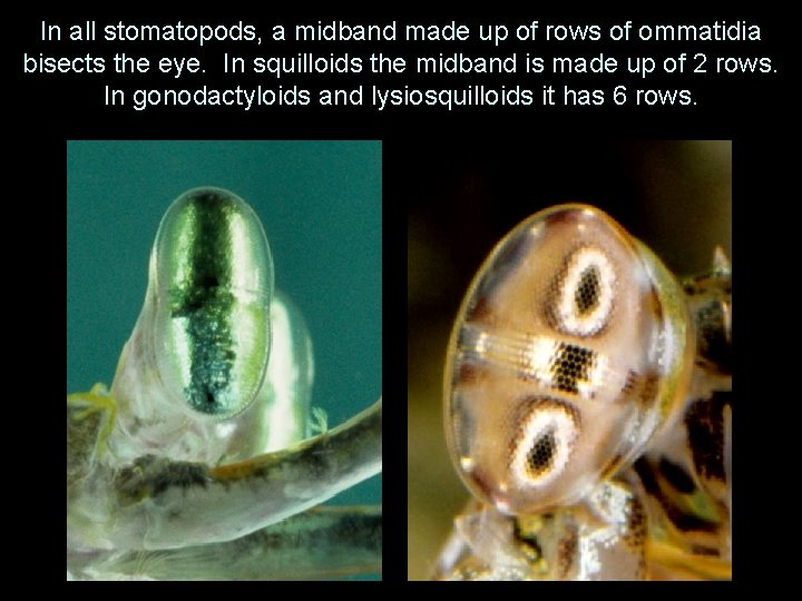 In all stomatopods, a midband made up of rows of ommatidia bisects the eye.