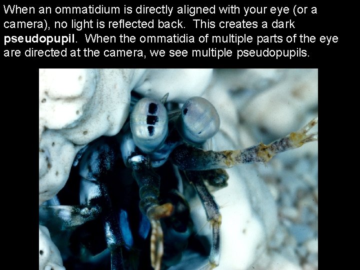 When an ommatidium is directly aligned with your eye (or a camera), no light