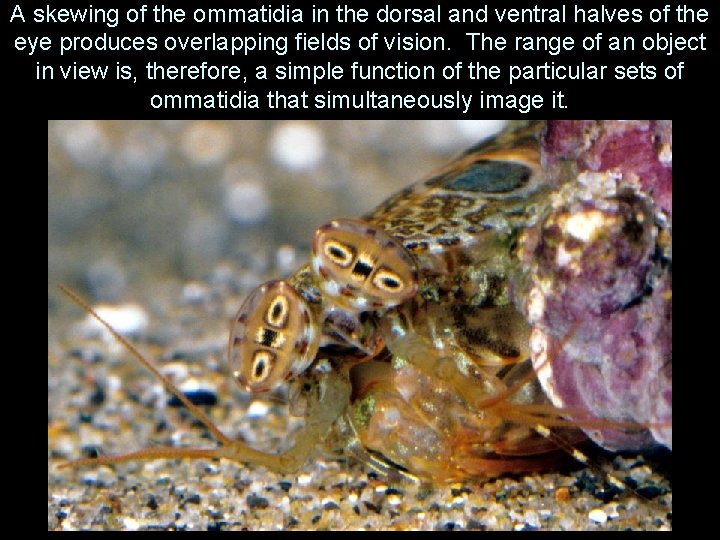 A skewing of the ommatidia in the dorsal and ventral halves of the eye