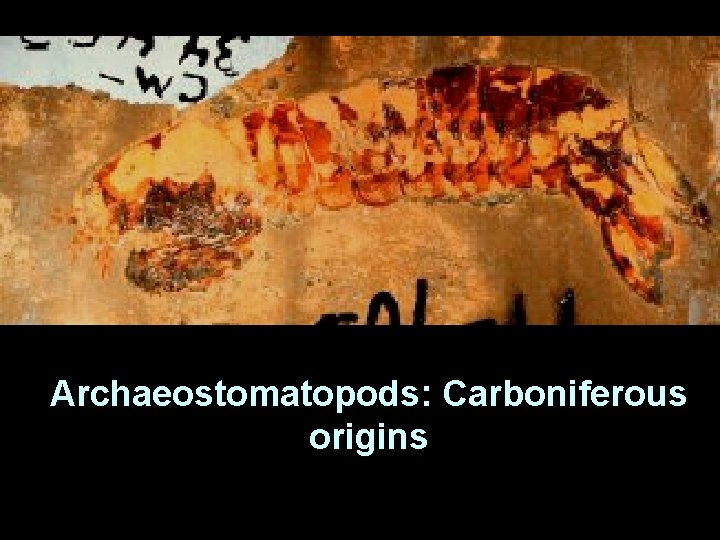 Archaeostomatopods: Carboniferous origins 