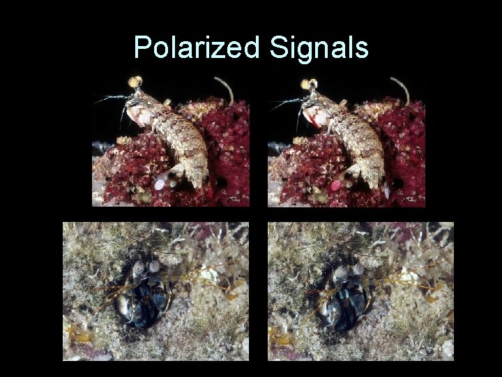 Polarized Signals 