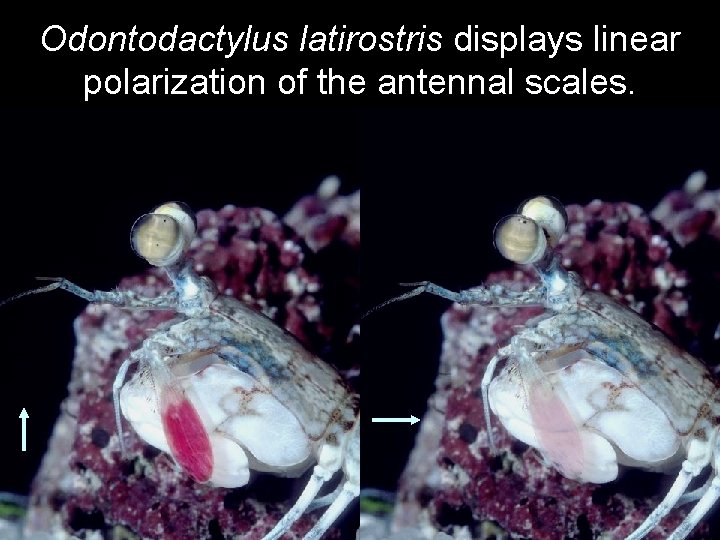 Odontodactylus latirostris displays linear polarization of the antennal scales. 
