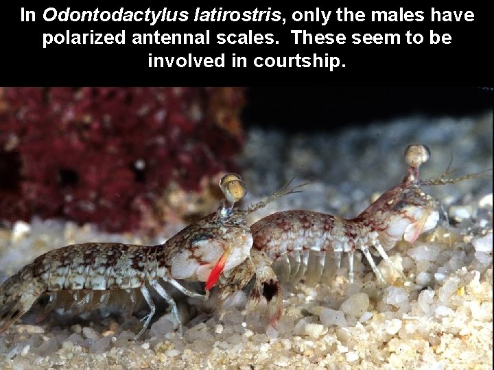 In Odontodactylus latirostris, only the males have polarized antennal scales. These seem to be