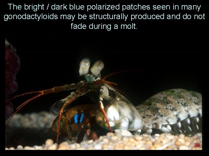 The bright / dark blue polarized patches seen in many gonodactyloids may be structurally