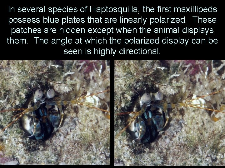 In several species of Haptosquilla, the first maxillipeds possess blue plates that are linearly