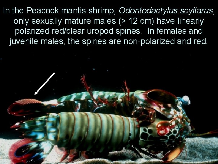 In the Peacock mantis shrimp, Odontodactylus scyllarus, only sexually mature males (> 12 cm)