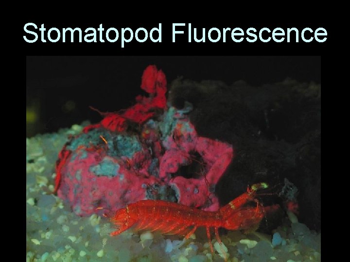 Stomatopod Fluorescence 