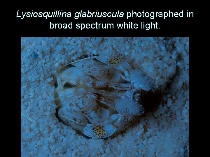 Lysiosquillina glabriuscula photographed in broad spectrum white light. 