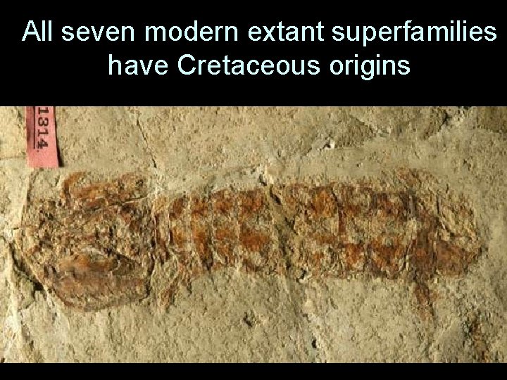 All seven modern extant superfamilies have Cretaceous origins 