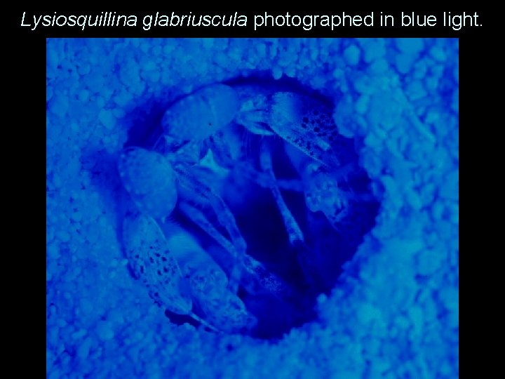 Lysiosquillina glabriuscula photographed in blue light. 