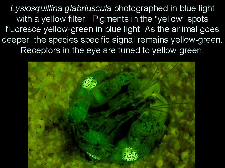 Lysiosquillina glabriuscula photographed in blue light with a yellow filter. Pigments in the “yellow”