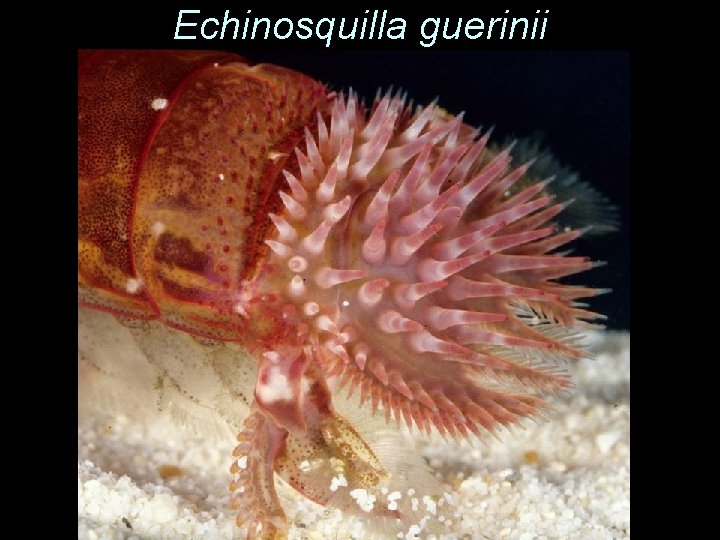 Echinosquilla guerinii 