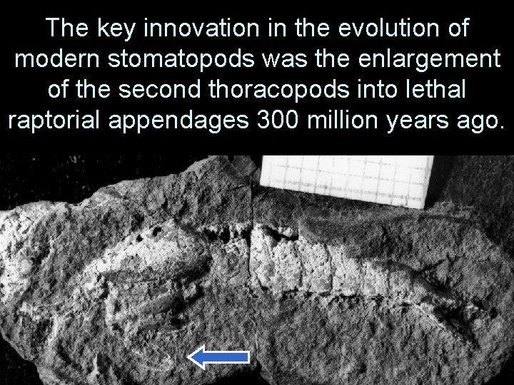 The key innovation in the evolution of modern stomatopods was the enlargement of the