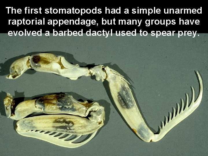 The first stomatopods had a simple unarmed raptorial appendage, but many groups have evolved