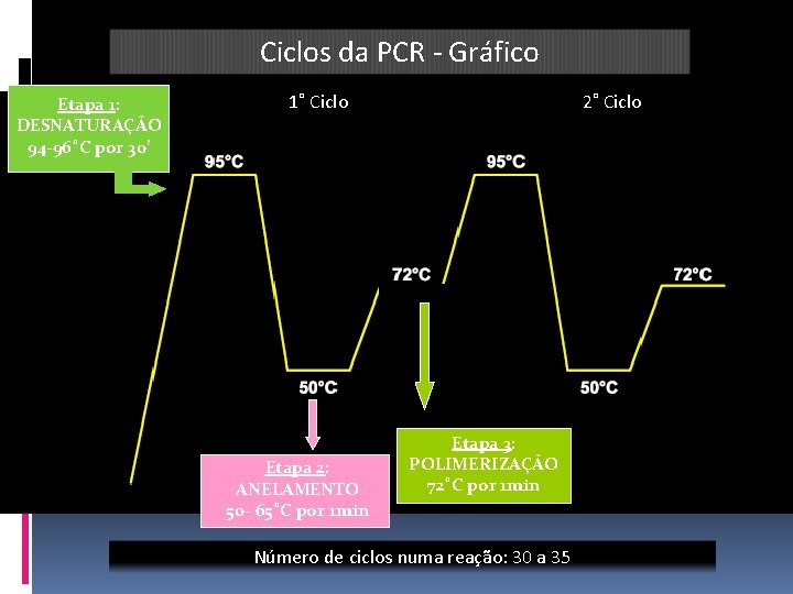 Ciclos da PCR - Gráfico Etapa 1: DESNATURAÇÃO 94 -96˚C por 30’ 1˚ Ciclo