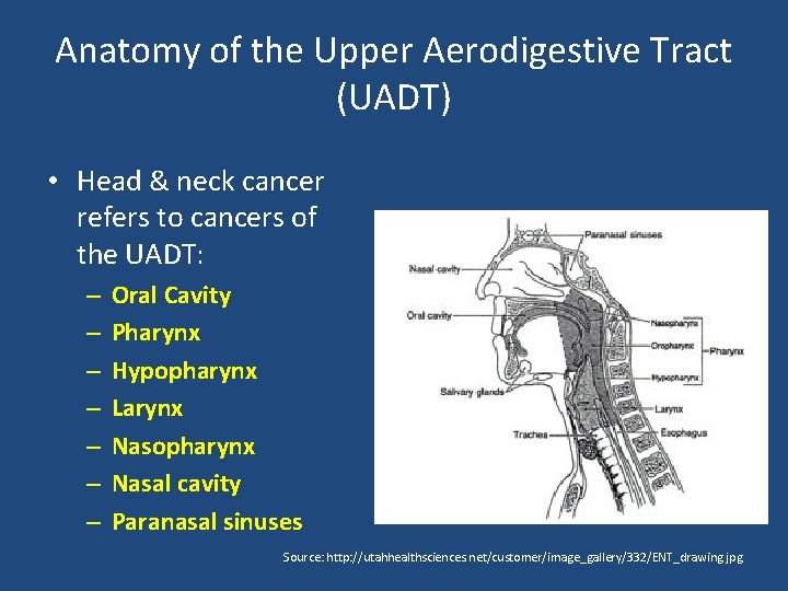 Anatomy of the Upper Aerodigestive Tract (UADT) • Head & neck cancer refers to