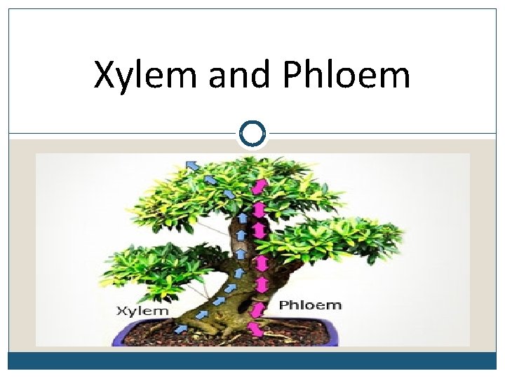 Xylem and Phloem 