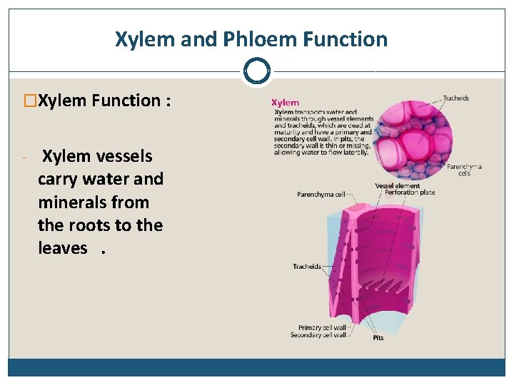 Xylem and Phloem Function �Xylem Function : - Xylem vessels carry water and minerals