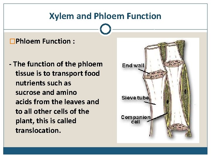 Xylem and Phloem Function �Phloem Function : - The function of the phloem tissue