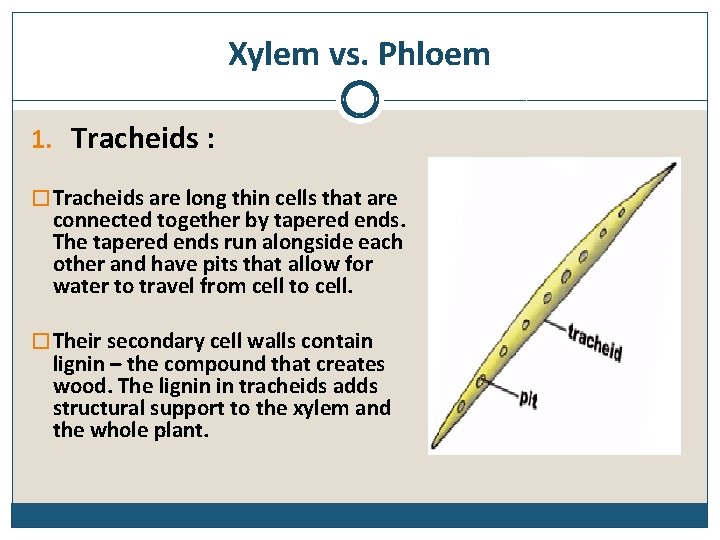 Xylem vs. Phloem 1. Tracheids : � Tracheids are long thin cells that are