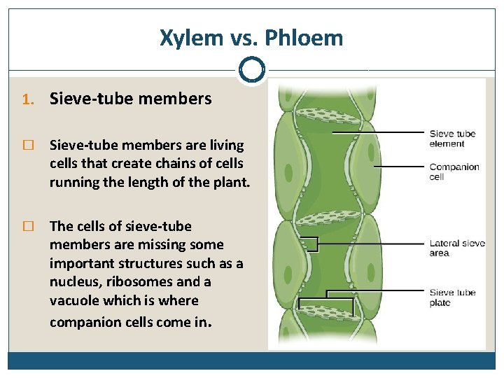 Xylem vs. Phloem 1. Sieve-tube members � Sieve-tube members are living cells that create