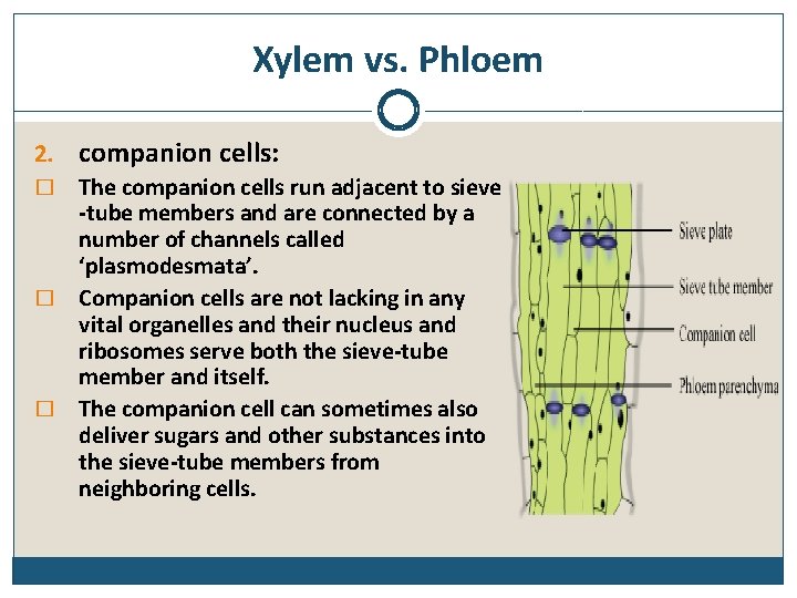 Xylem vs. Phloem 2. companion cells: The companion cells run adjacent to sieve -tube