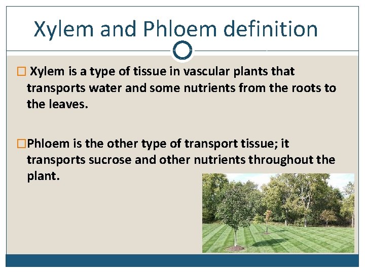 Xylem and Phloem definition � Xylem is a type of tissue in vascular plants