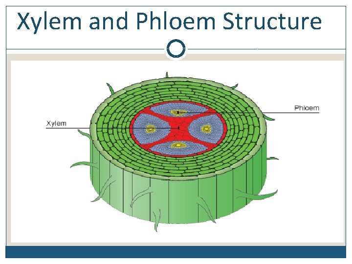 Xylem and Phloem Structure 