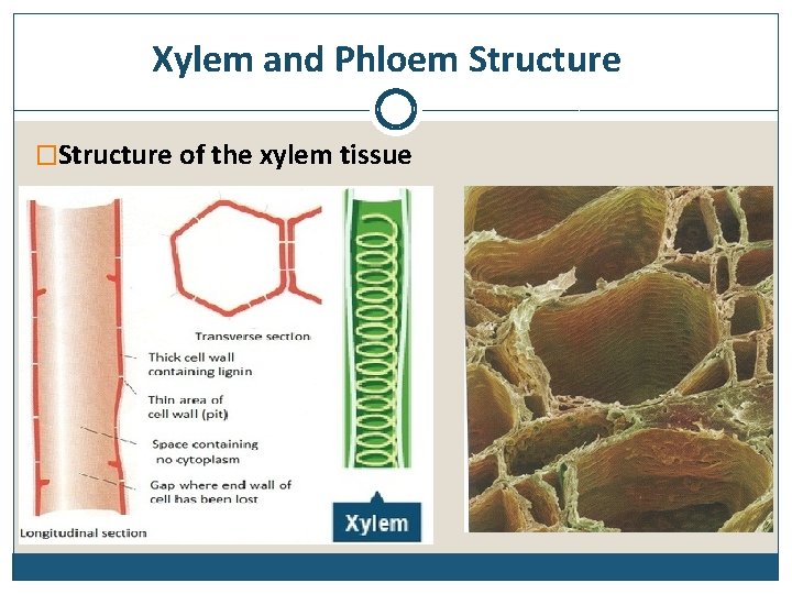 Xylem and Phloem Structure �Structure of the xylem tissue 