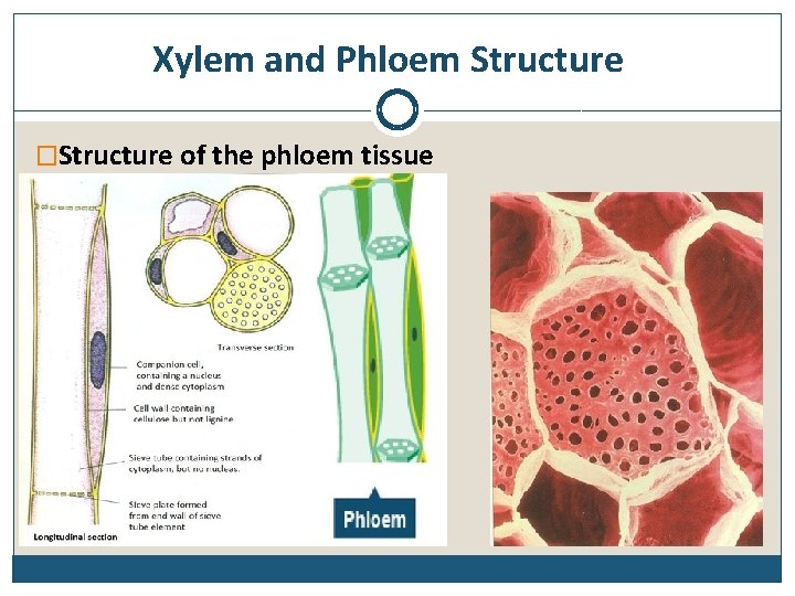 Xylem and Phloem Structure �Structure of the phloem tissue 