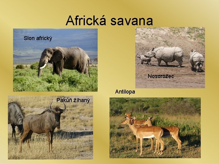 Africká savana Slon africký Nosorožec Antilopa Pakůň žíhaný 