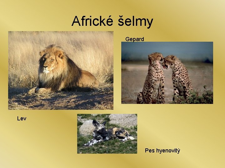 Africké šelmy Gepard Lev Pes hyenovitý 