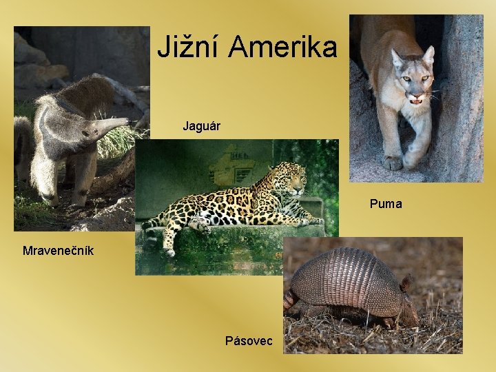 Jižní Amerika Jaguár Puma Mravenečník Pásovec 