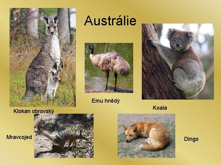 Austrálie Emu hnědý Klokan obrovský Mravcojed Koala Dingo 