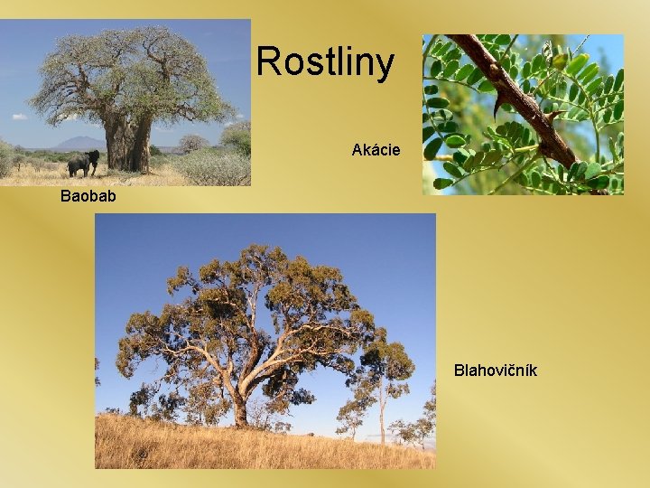 Rostliny Akácie Baobab Blahovičník 