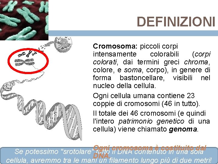 DEFINIZIONI Cromosoma: piccoli corpi intensamente colorabili (corpi colorati, dai termini greci chroma, colore, e