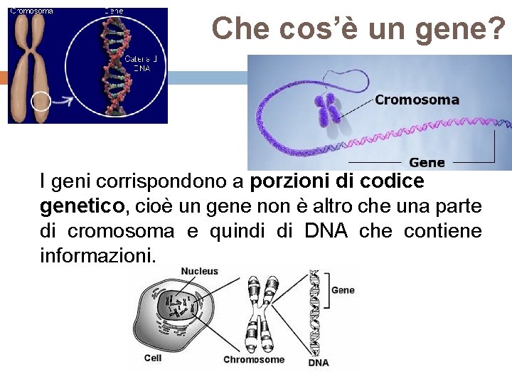 Che cos’è un gene? I geni corrispondono a porzioni di codice genetico, cioè un