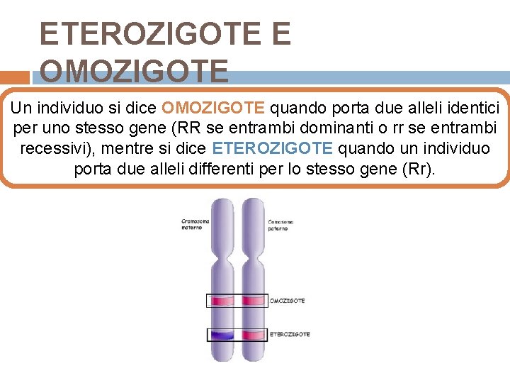 ETEROZIGOTE E OMOZIGOTE Un individuo si dice OMOZIGOTE quando porta due alleli identici per