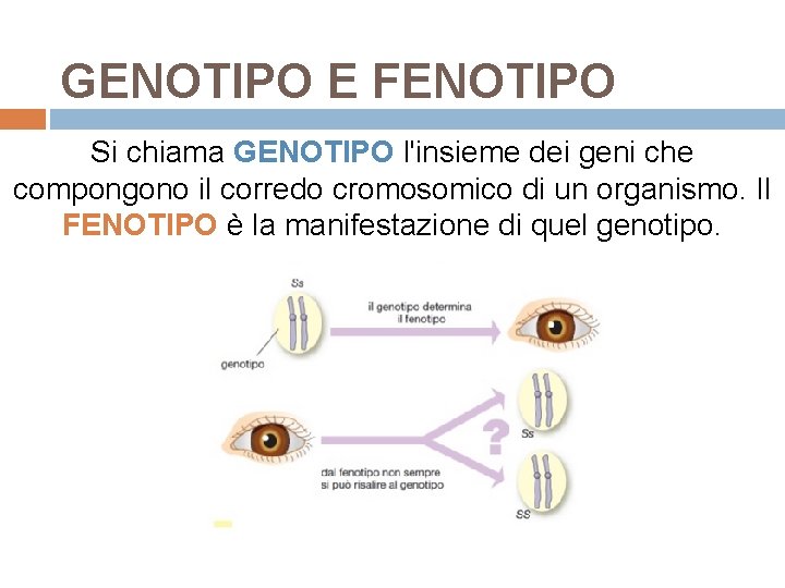 GENOTIPO E FENOTIPO Si chiama GENOTIPO l'insieme dei geni che compongono il corredo cromosomico