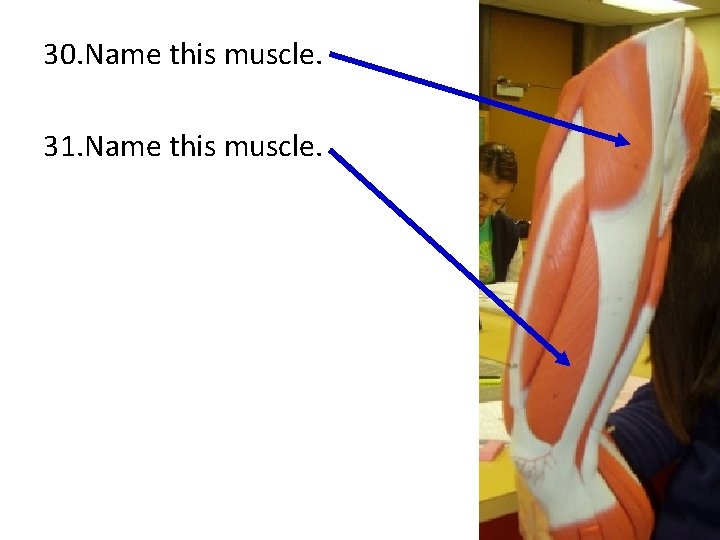 30. Name this muscle. 31. Name this muscle. 