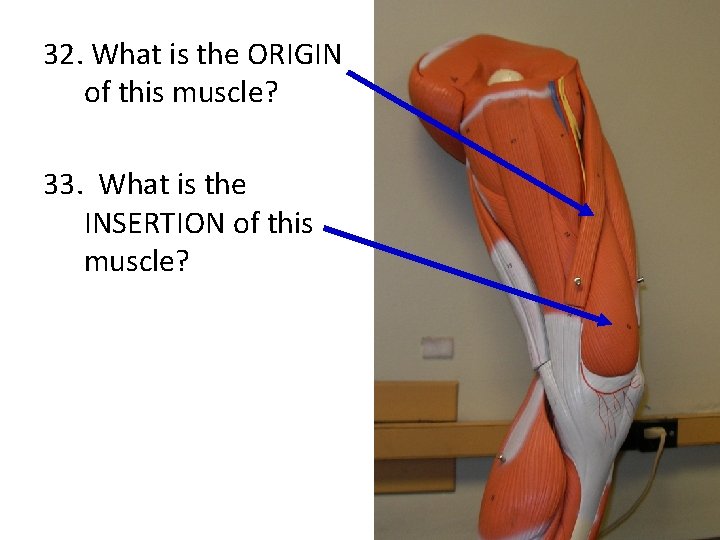 32. What is the ORIGIN of this muscle? 33. What is the INSERTION of